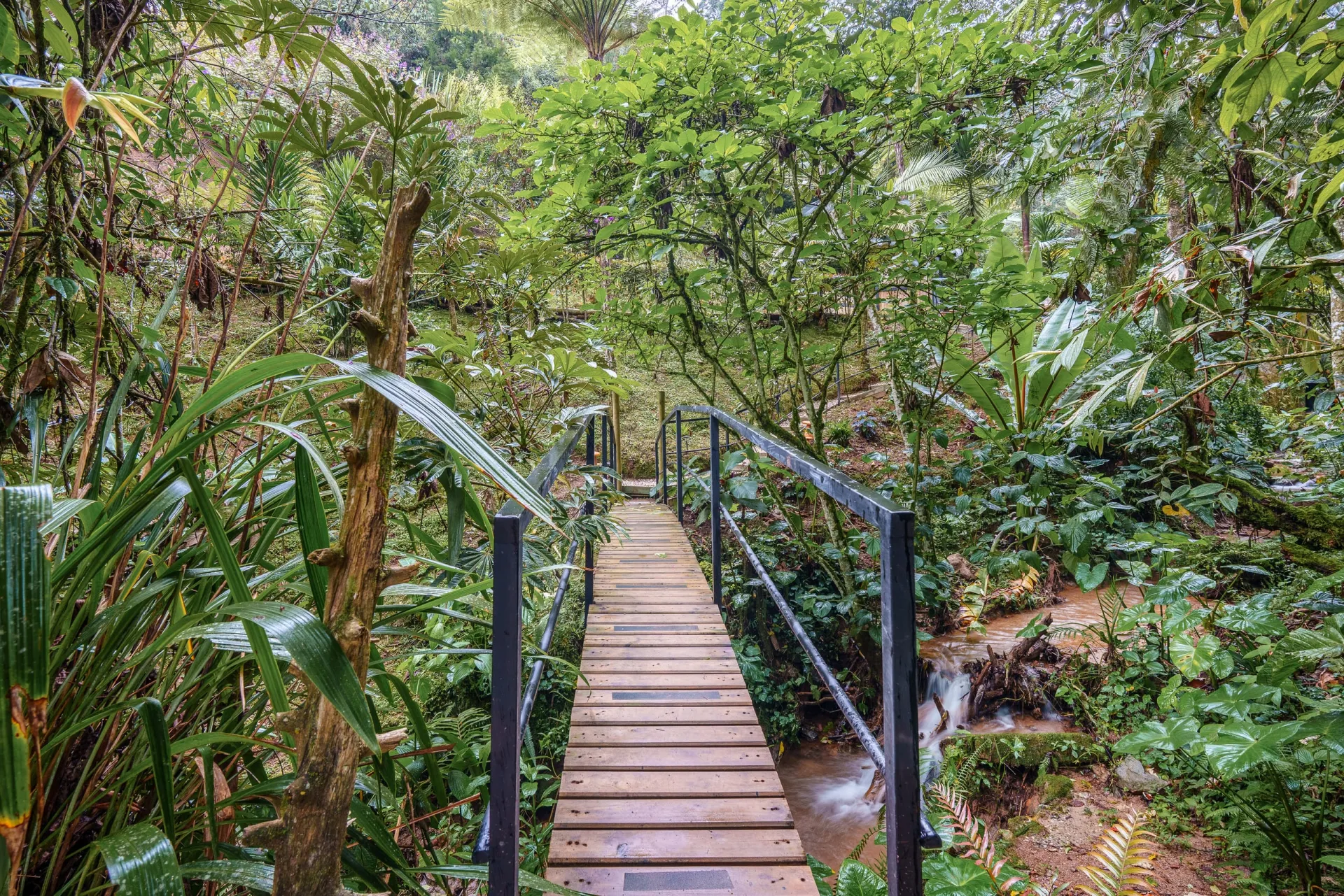 Puente de madera sobre la quebrada en El Retiro