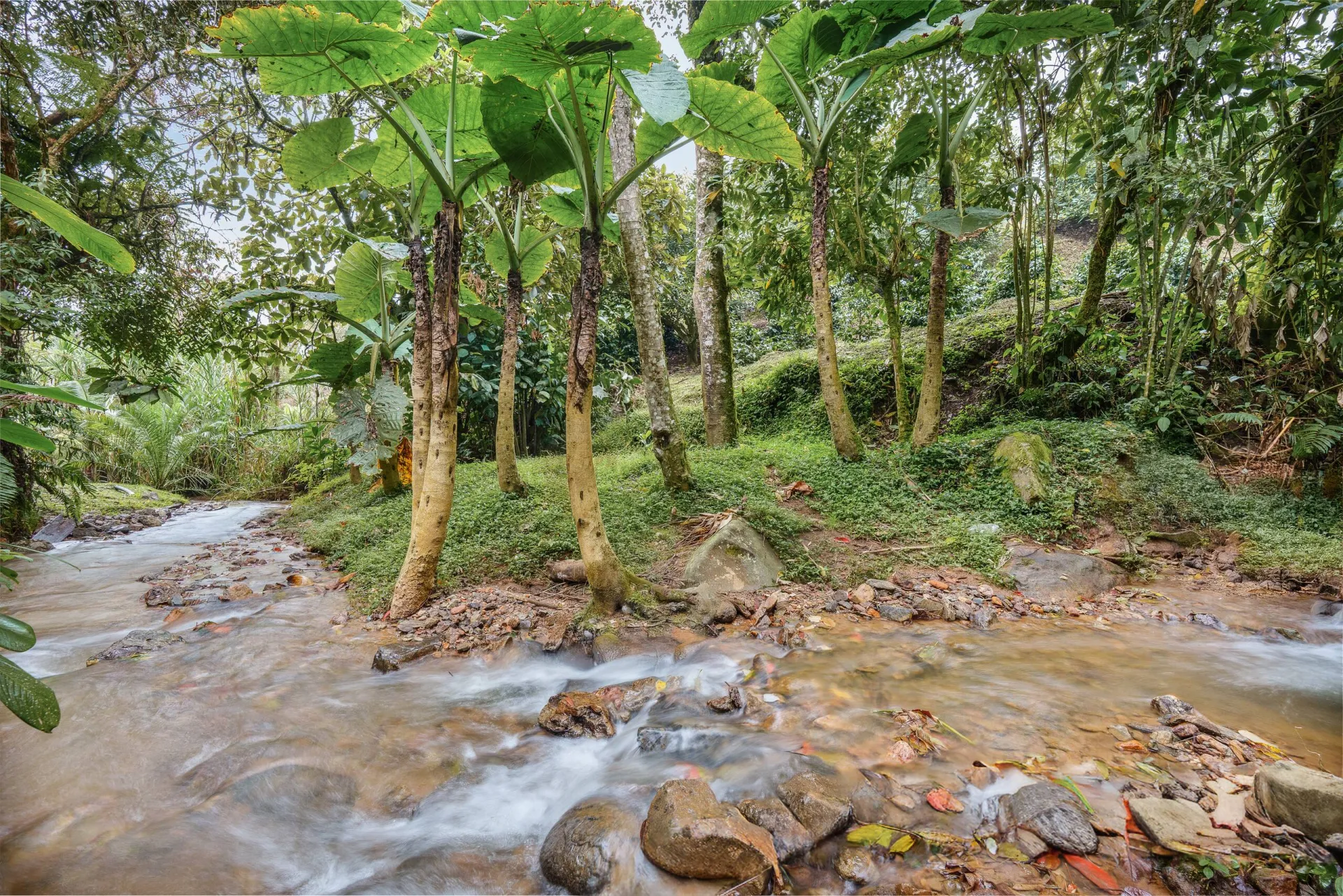 Quebrada en el bosque, El Retiro